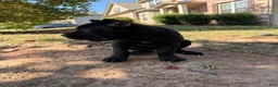 Cane Corso dogs for sale: Cane Corso 3 - Ad 3