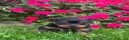 Yorkshire Terrier dogs for sale: Bobby - Ad 5