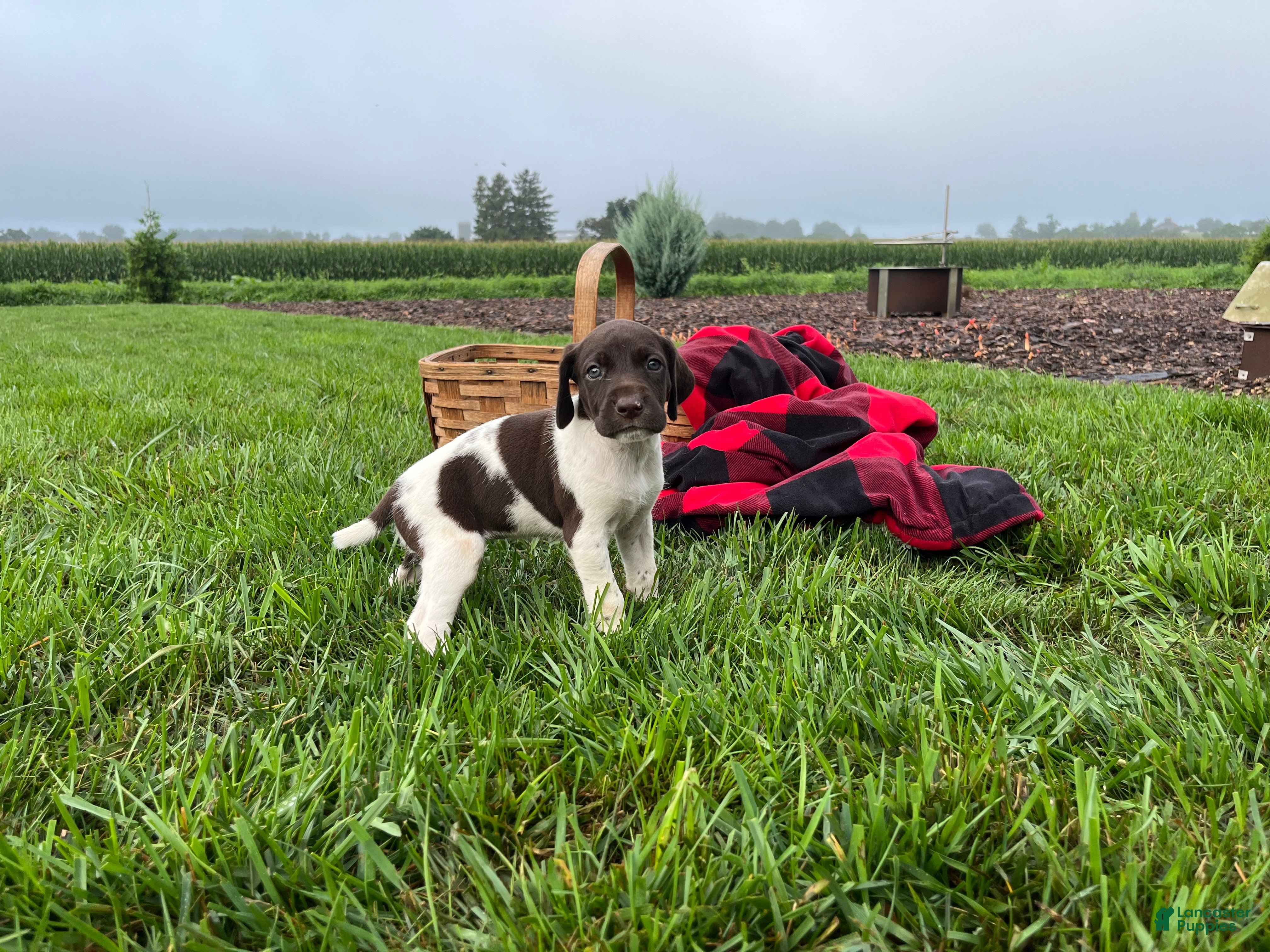 German Shorthaired Pointer dogs Raven❤️Akc registered🐾 text or call - Ad 1
