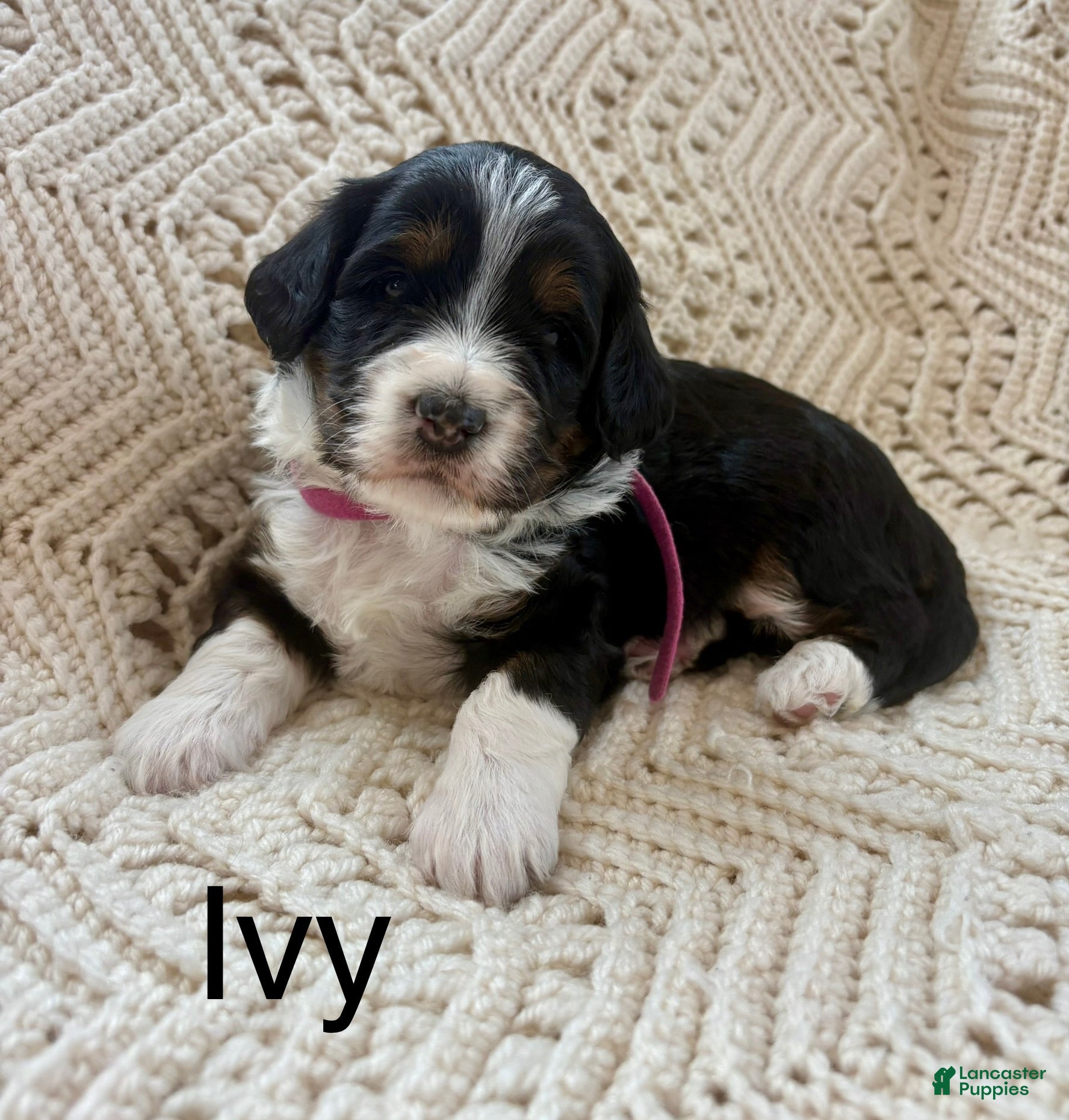 Mini Bernedoodle dogs Mini Bernedoodle Puppy 5 - Ad 28