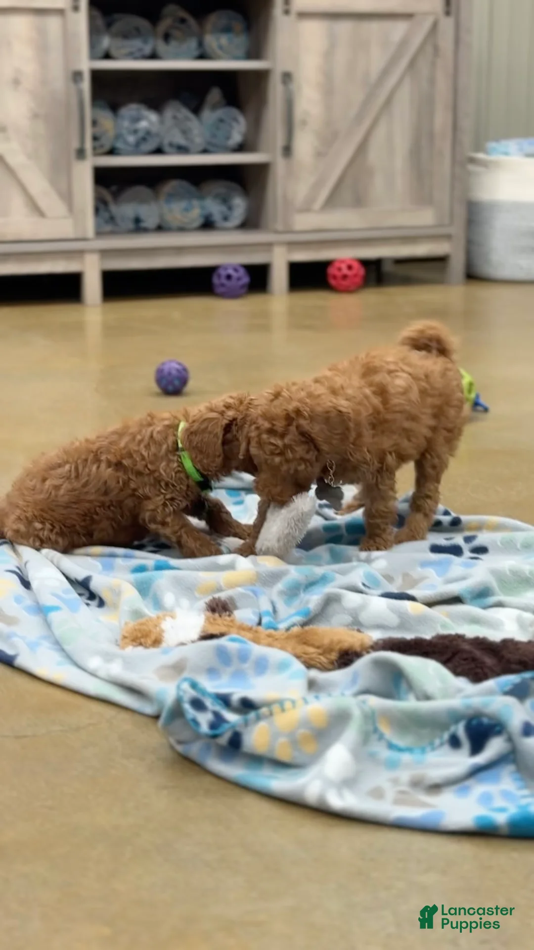 Standard Poodle dogs for sale: Bentley - Moyen Size Poodle - Ad 15