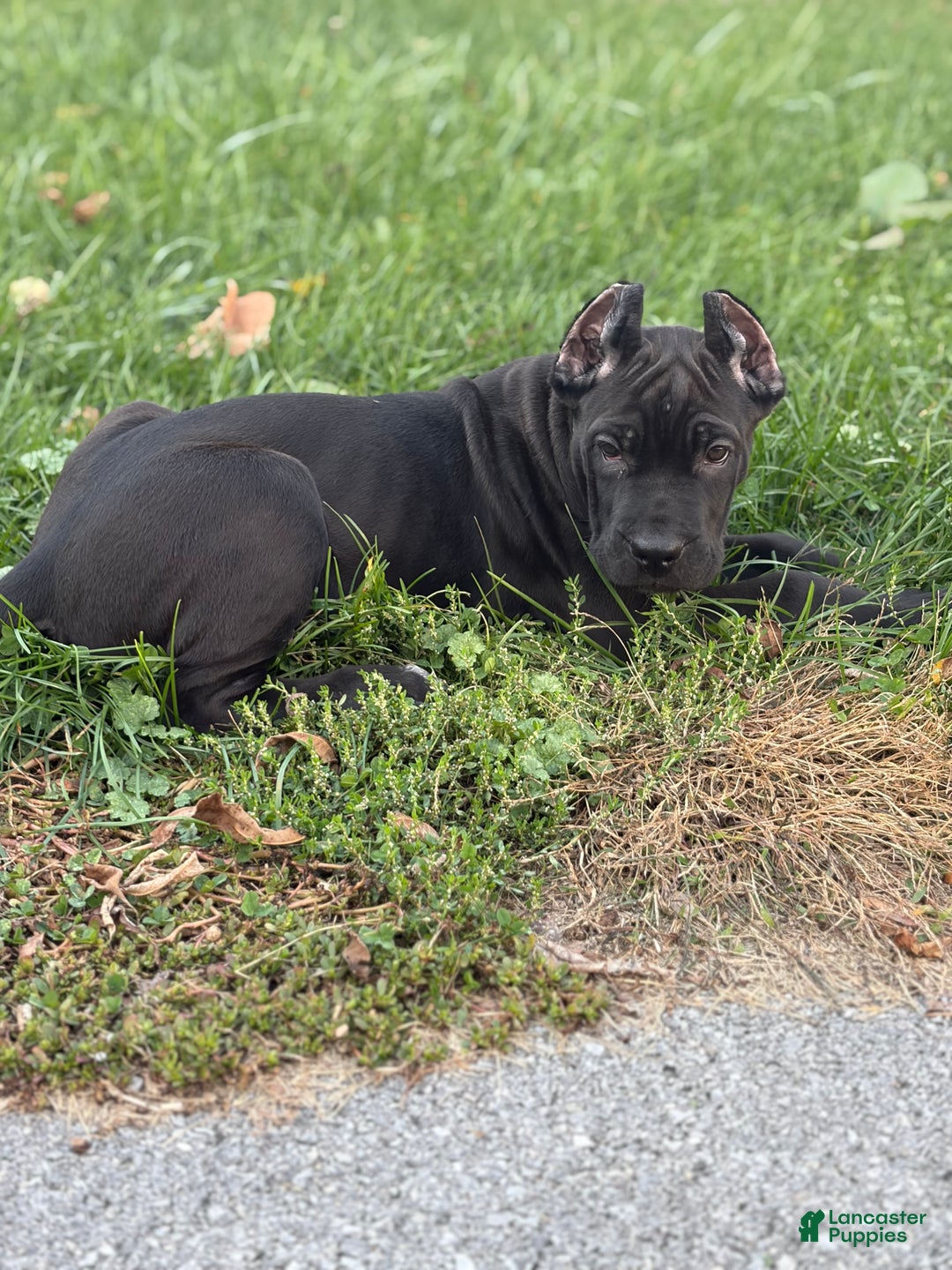 Cane Corso dogs for sale: Vanilla  - Ad 3