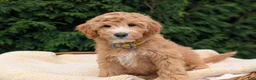 Mini Goldendoodle dogs for sale: Mr. Moose - Ad 3