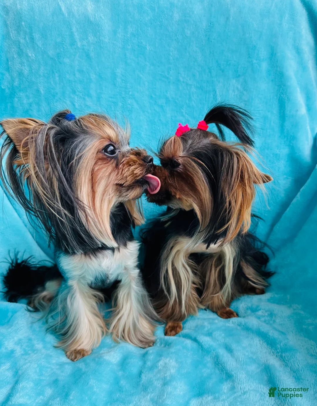 Yorkshire Terrier dogs for sale: Yorkshire Terrier Puppy 4 - Ad 10