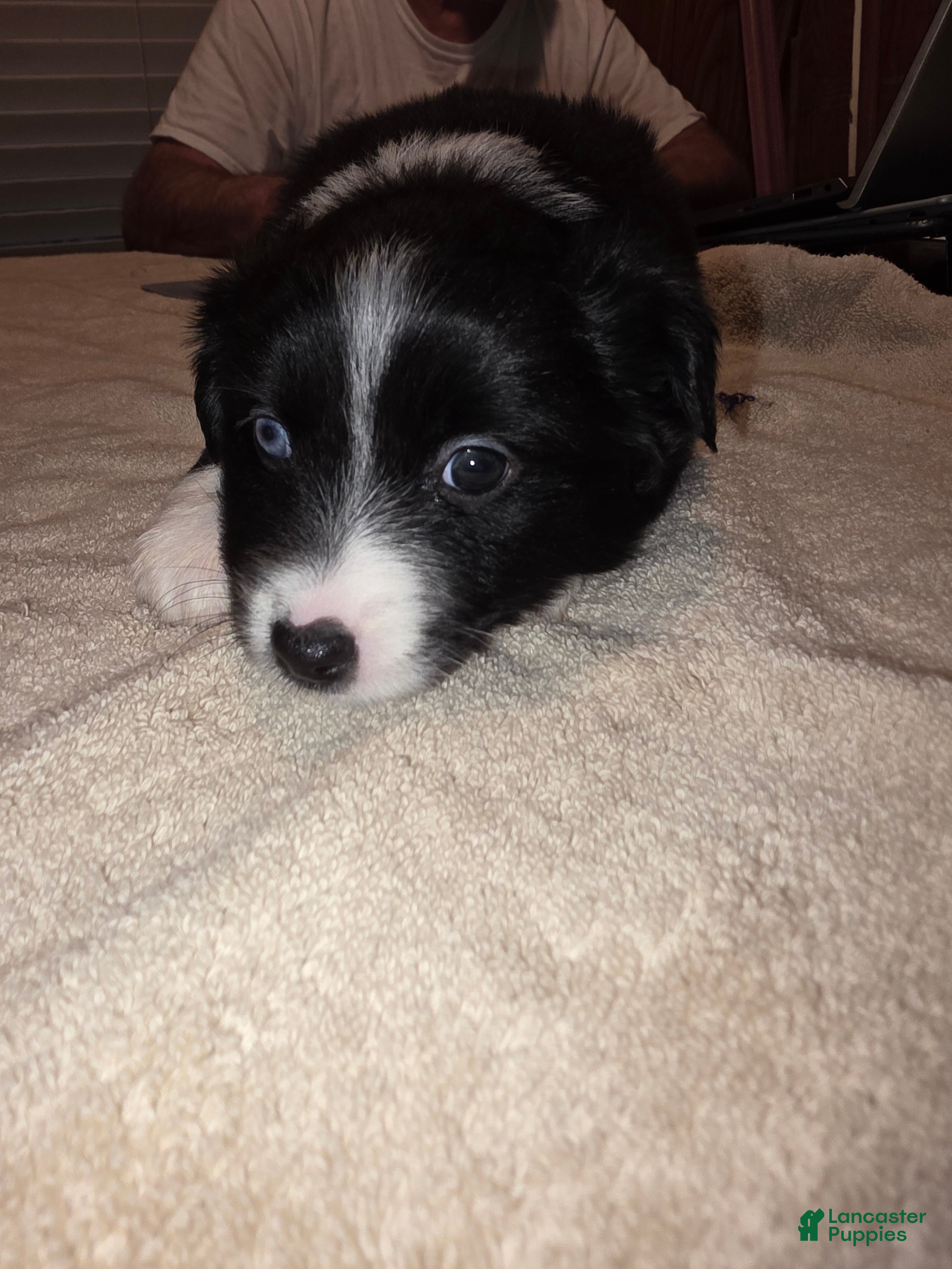 Miniature Australian Shepherd dogs Miniature Australian Shepherd Puppy 5 - Ad 6