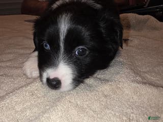 Miniature Australian Shepherd dogs Miniature Australian Shepherd Puppy 5 - Ad 4
