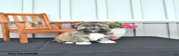 Shihpoo dogs for sale: Chloe - Ad 3