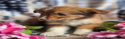 Mixed Breed dogs for sale: Mixed Breed 3 - Ad 18