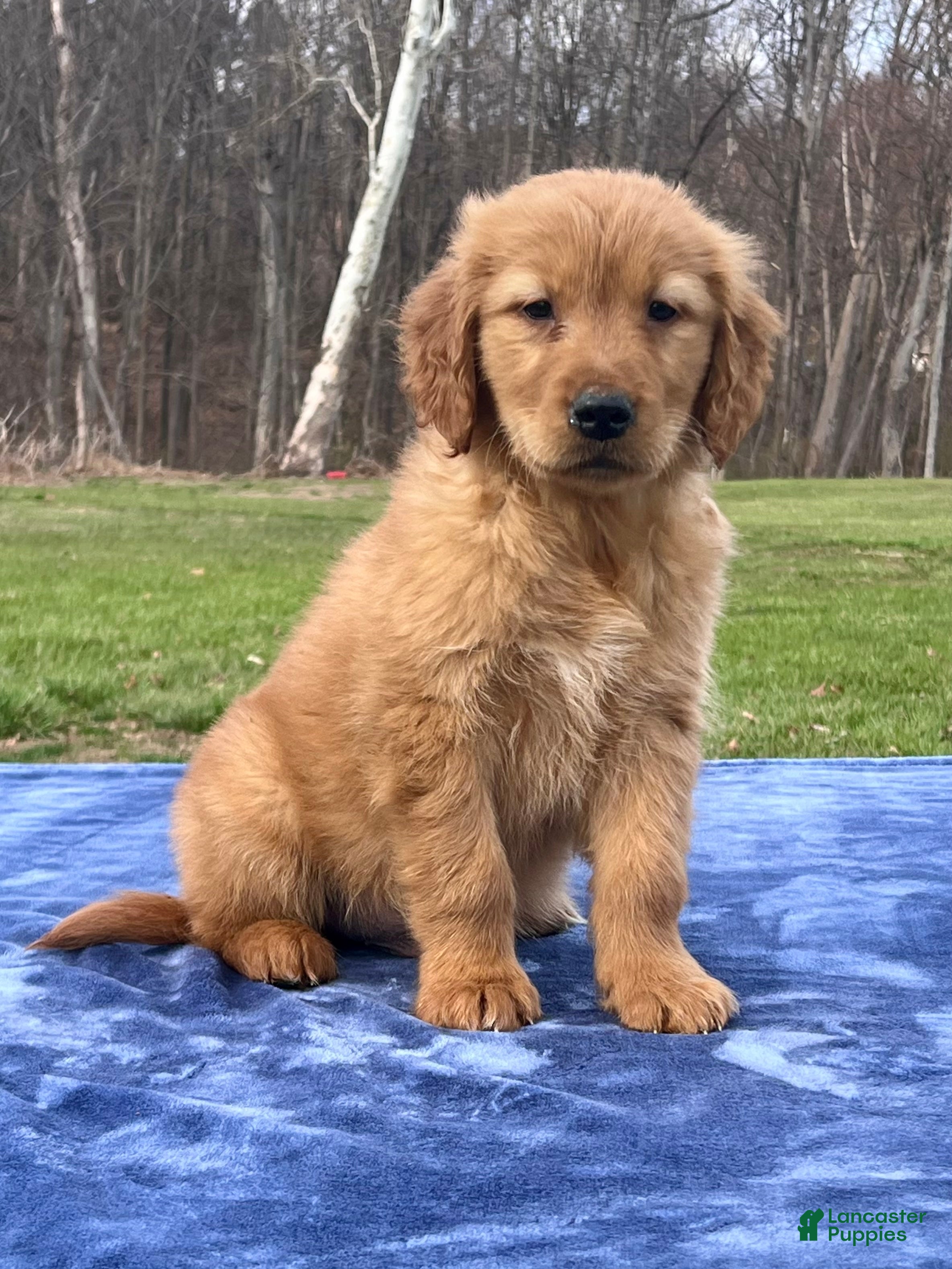 Golden Retriever dogs Ranger - Ad 1