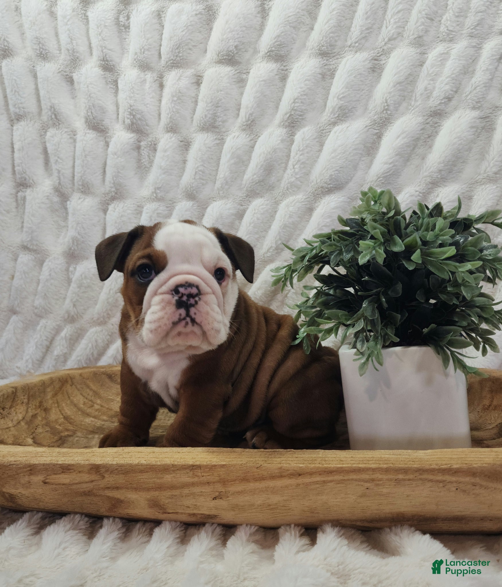 English Bulldog dogs AKC Asher  - Ad 1