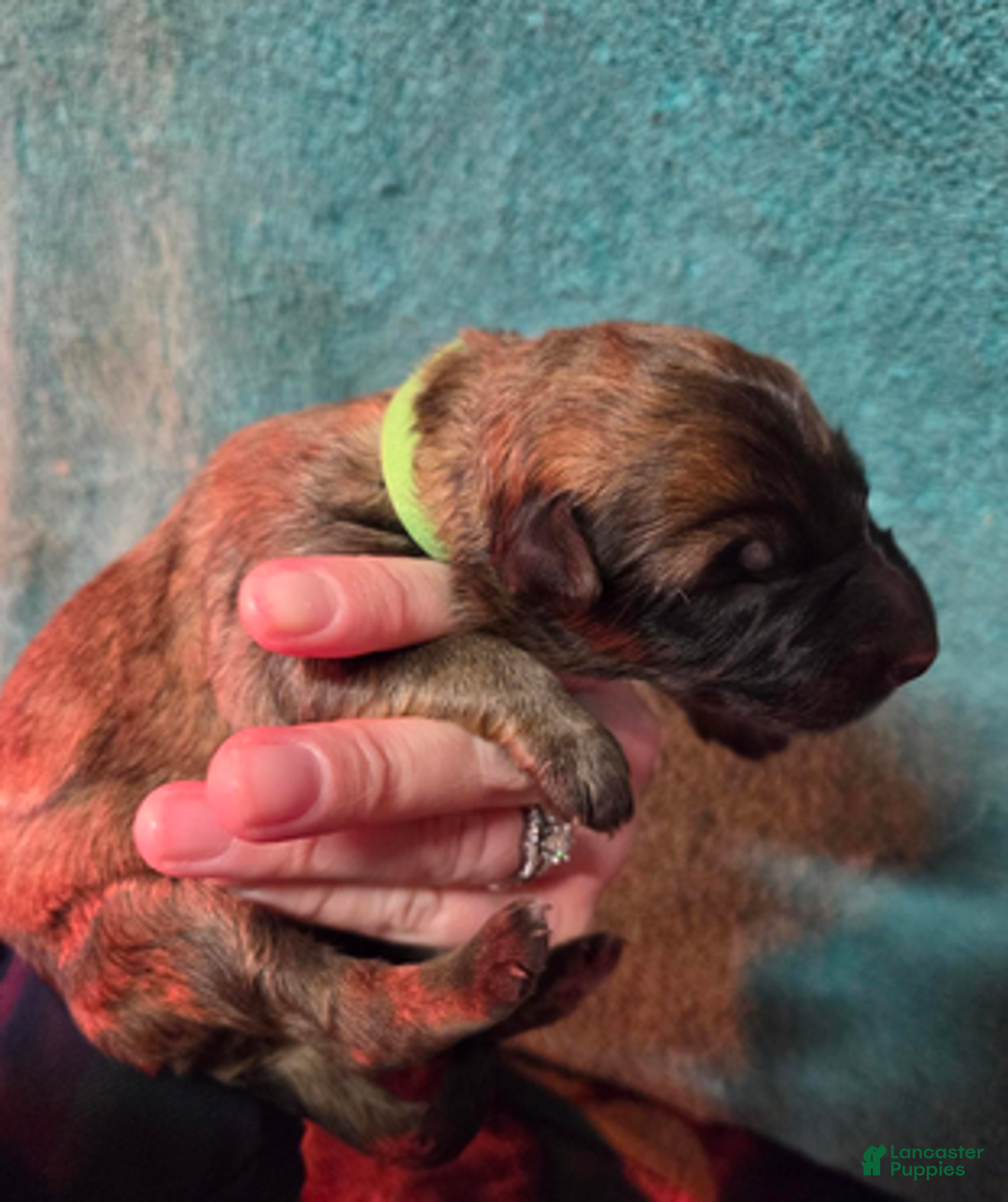 German Shepherd dogs for sale: Lime Green Collar Girl - Ad 4