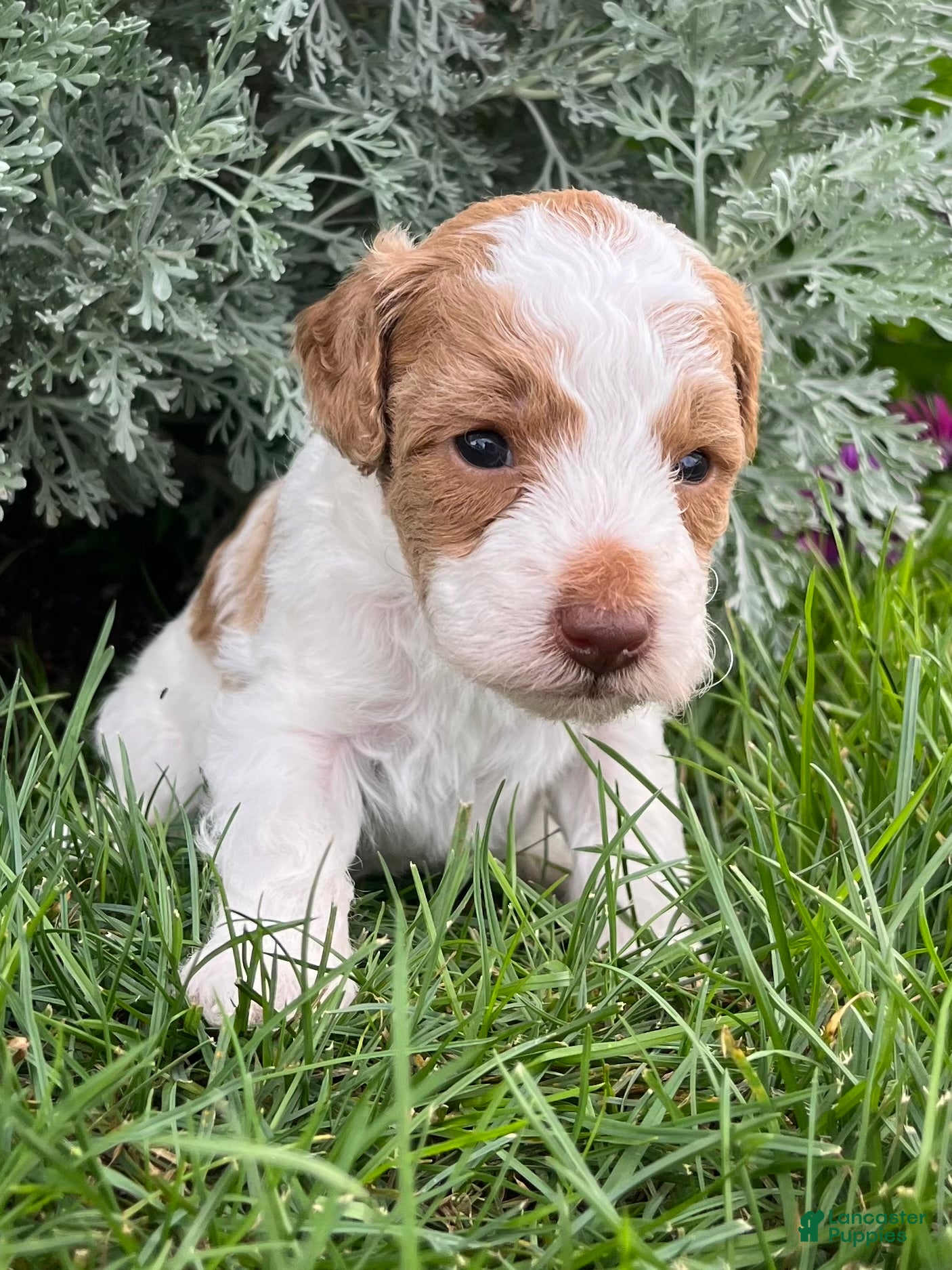 Miniature Poodle dogs Chai - Ad 2