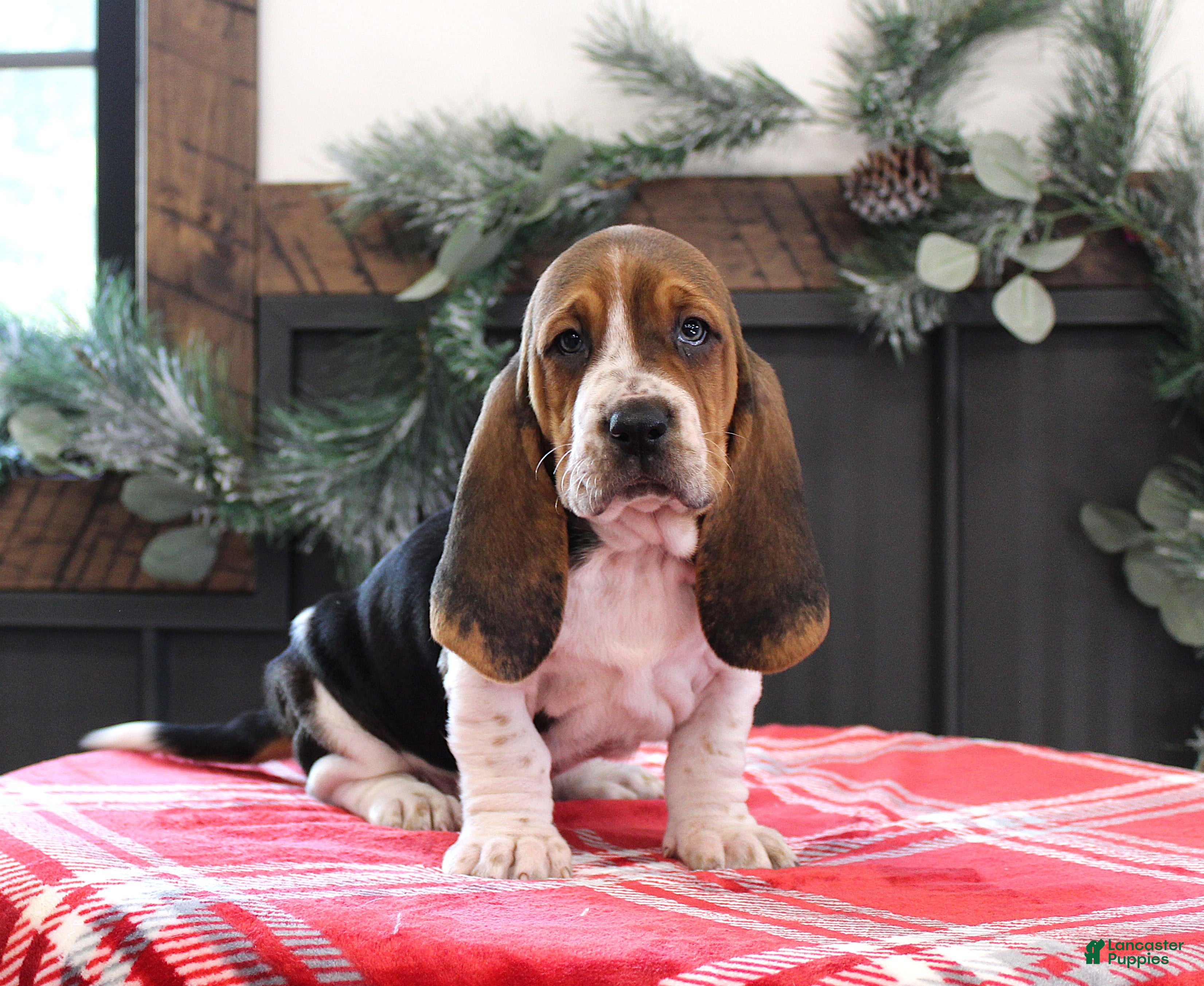 Basset Hound dogs Sophie - Ad 3