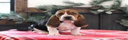 Basset Hound dogs for sale: Sophie - Ad 1
