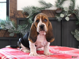 Basset Hound dogs Sophie - Ad 3