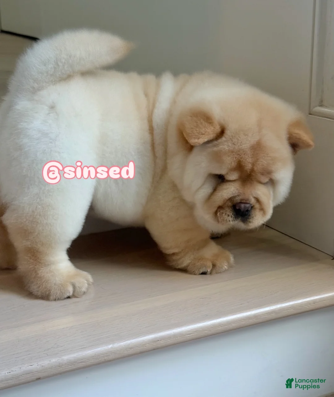 Chow Chow dogs for sale: St Nick  - Ad 9