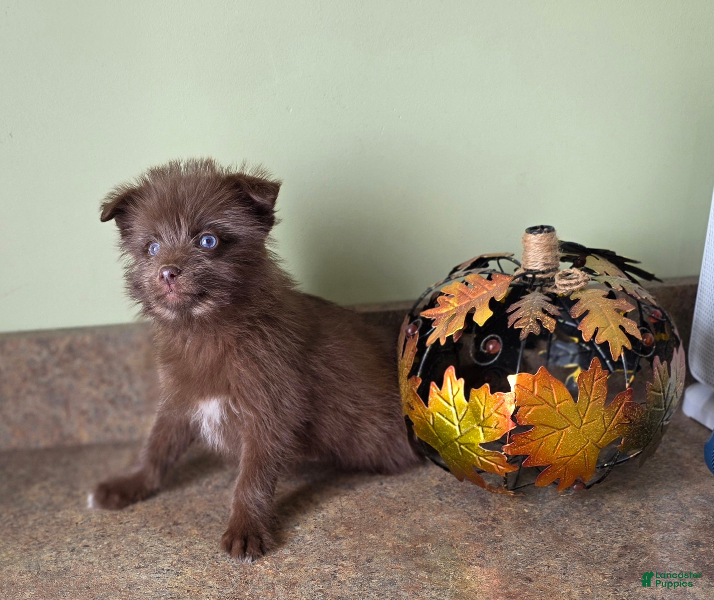 Mixed Breed dogs Mixed Breed Puppy 2 - Ad 40