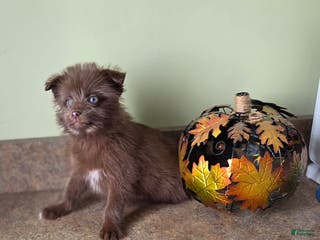 Mixed Breed dogs Mixed Breed Puppy 2 - Ad 35