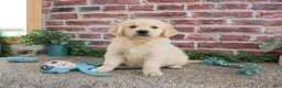 Golden Retriever dogs for sale: Gilbert - Ad 7