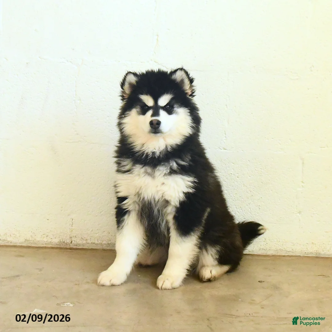 Pomsky dogs for sale: Buttercup - Ad 1