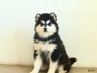 Pomsky dogs Buttercup - Ad 41