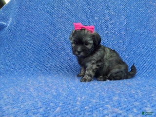 Malshi dogs Kayla - Ad 10