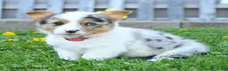 Welsh Corgi Pembroke dogs for sale: Bella    - Ad 9