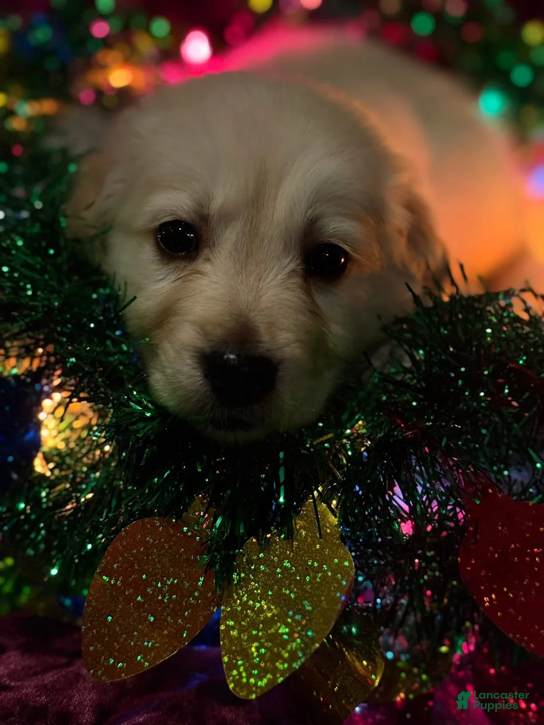 Golden Retriever dogs for sale: Teal - Ad 6