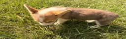 Welsh Corgi Pembroke dogs for sale: Tucker - Ad 19