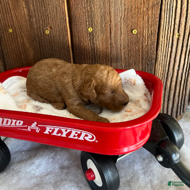 Mini Goldendoodle dogs Bagel - Ad 3