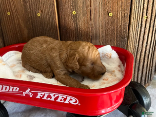 Mini Goldendoodle dogs Bagel - Ad 3