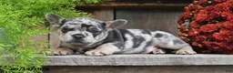 Frenchton dogs for sale: Rocco - Ad 4