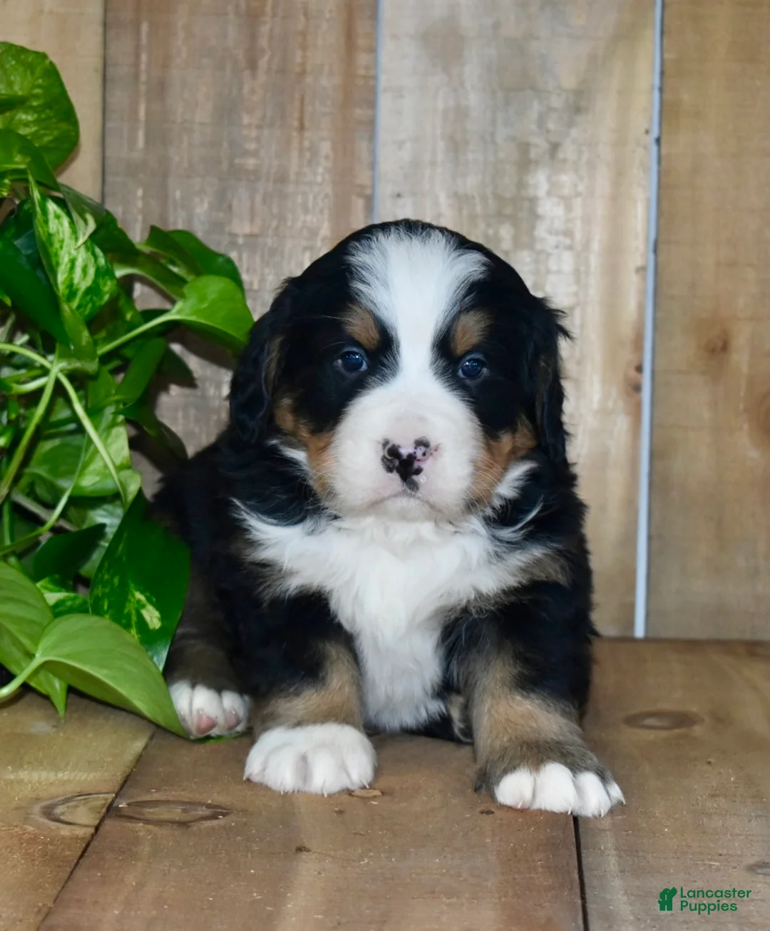 Bernese Mountain Dog dogs for sale: Waylon - Ad 2