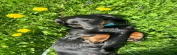 Miniature Dachshund dogs for sale: Tootsie - Ad 7