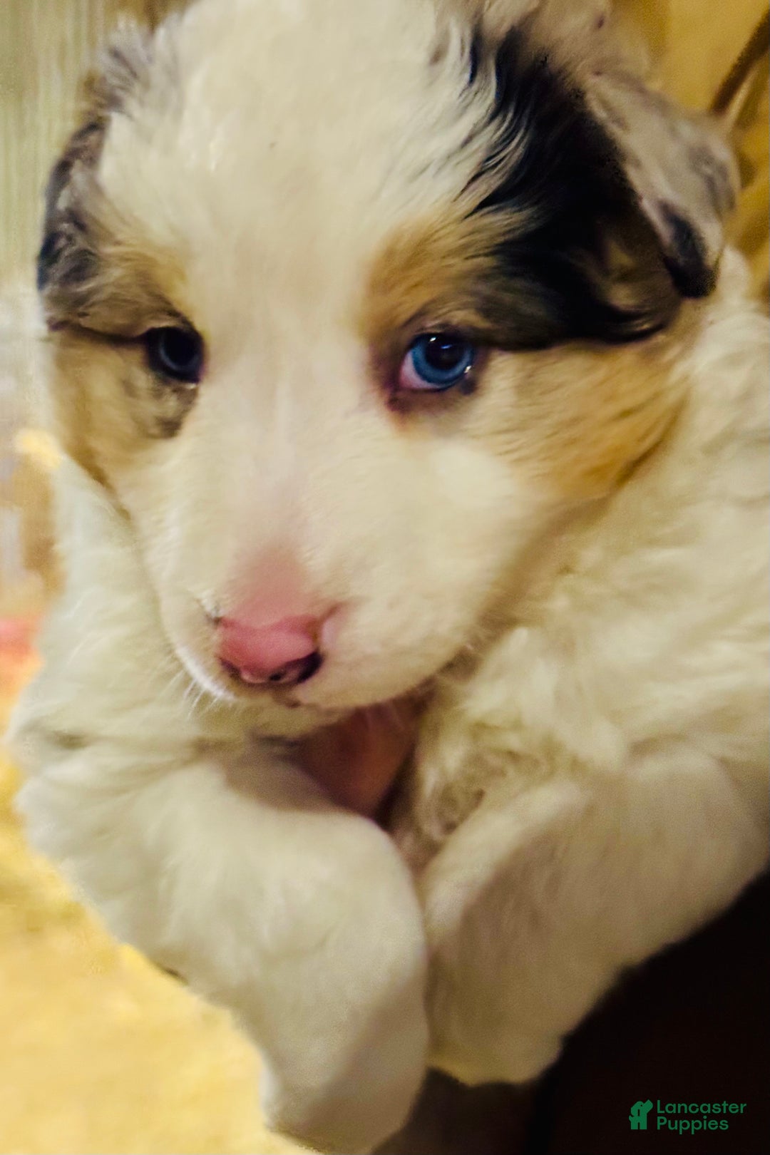 Mixed Breed dogs for sale: Mixed Breed Puppy 1 - Ad 2