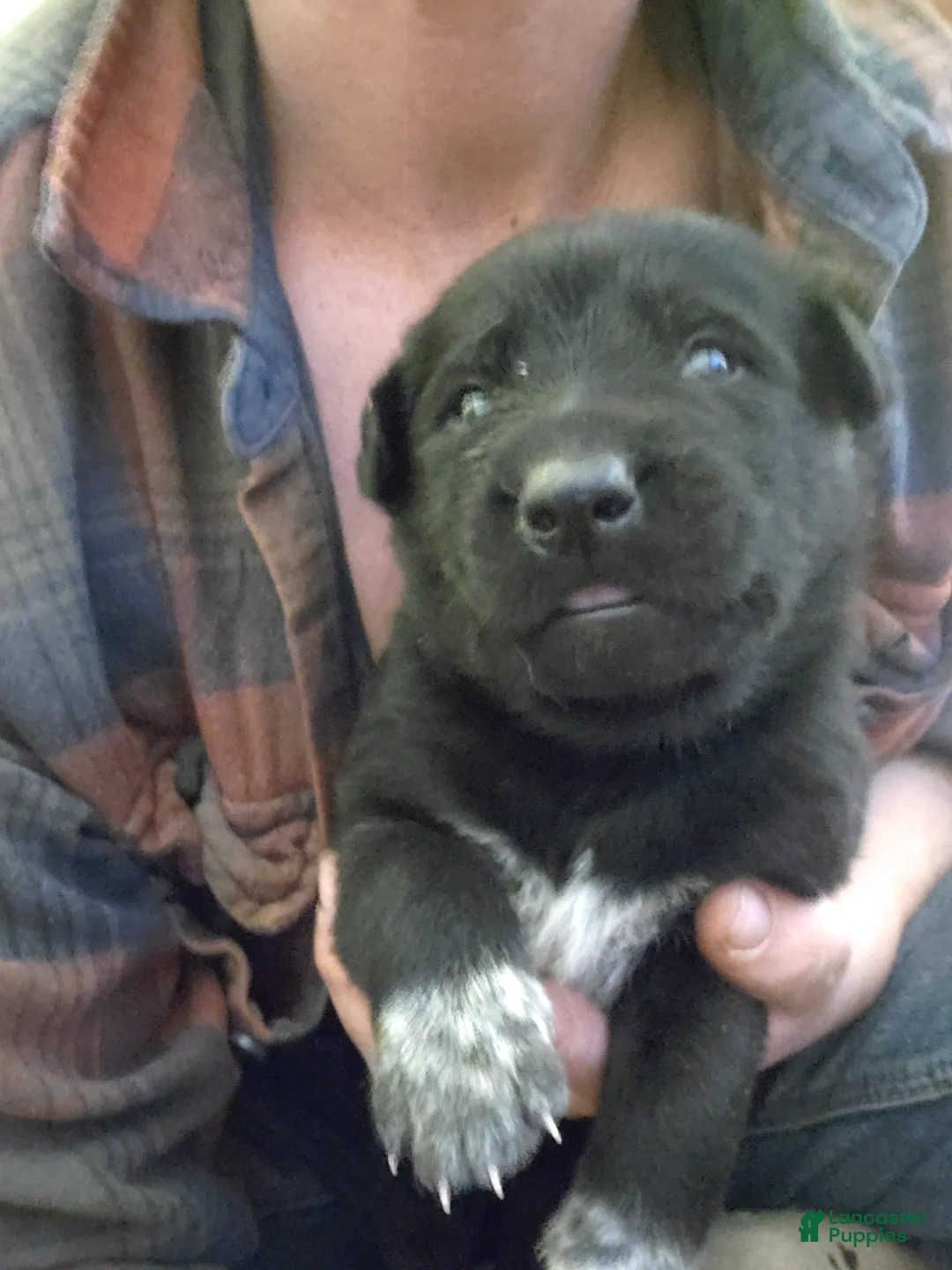 Mixed Breed dogs for sale: White Tip - Ad 2