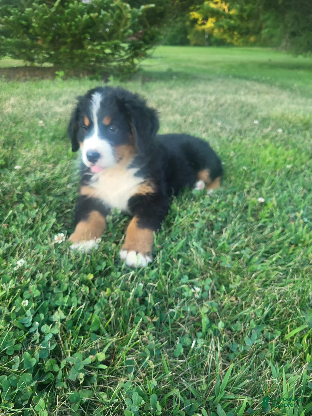 Bernese Mountain Dog dogs for sale: Max - Ad 1