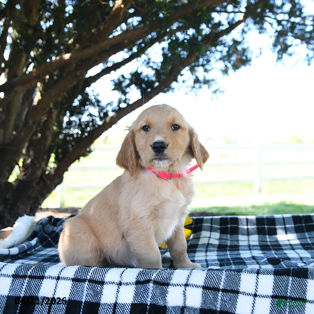 Golden Retriever dogs for sale: Annie - Ad 1