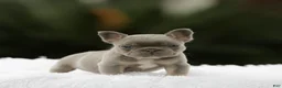 French Bulldog dogs for sale: French Bulldog Puppy 1 - Ad 3