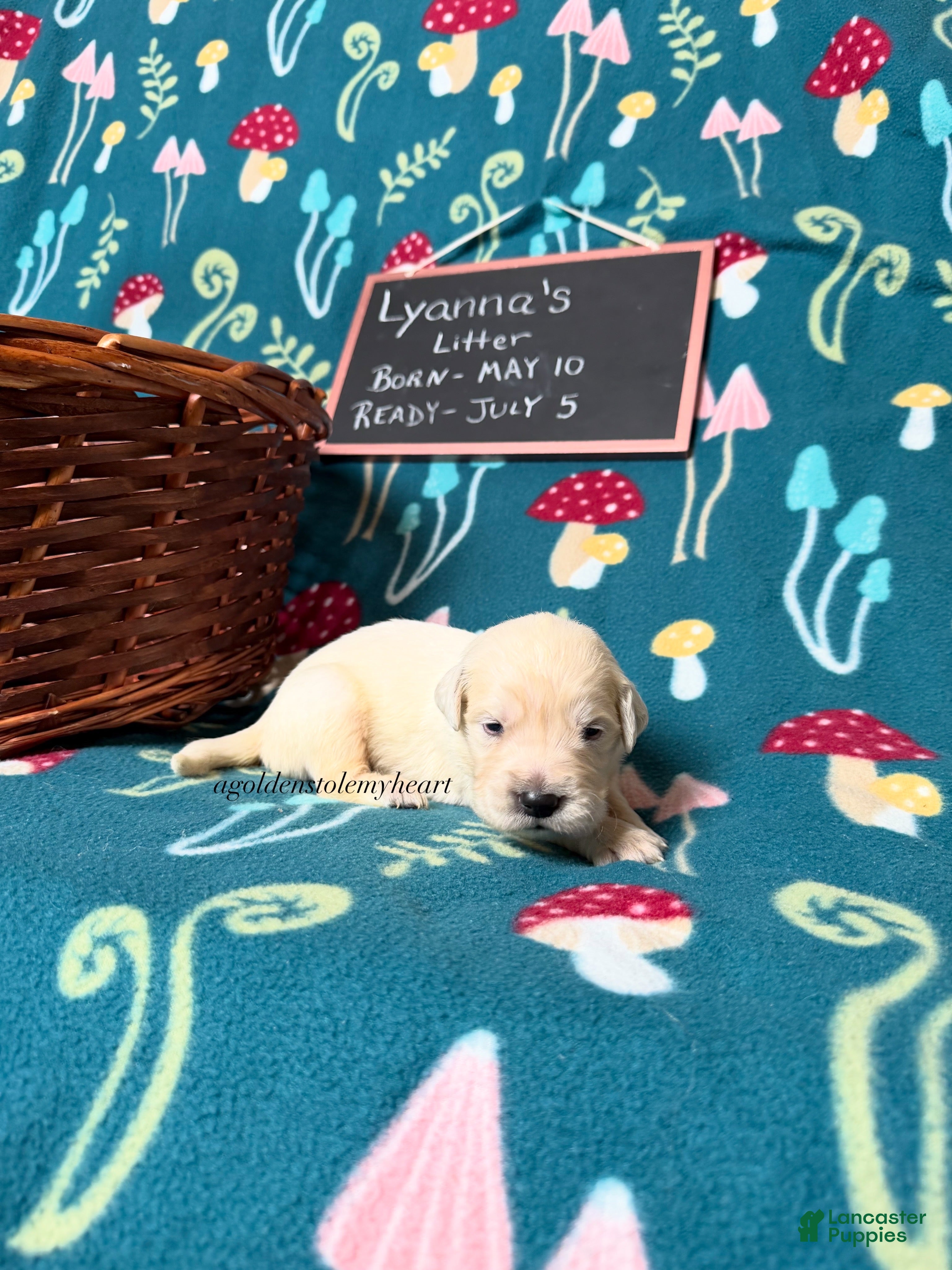 Golden Retriever dogs Martin - Ad 2