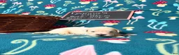 Golden Retriever dogs for sale: Misty - Ad 38