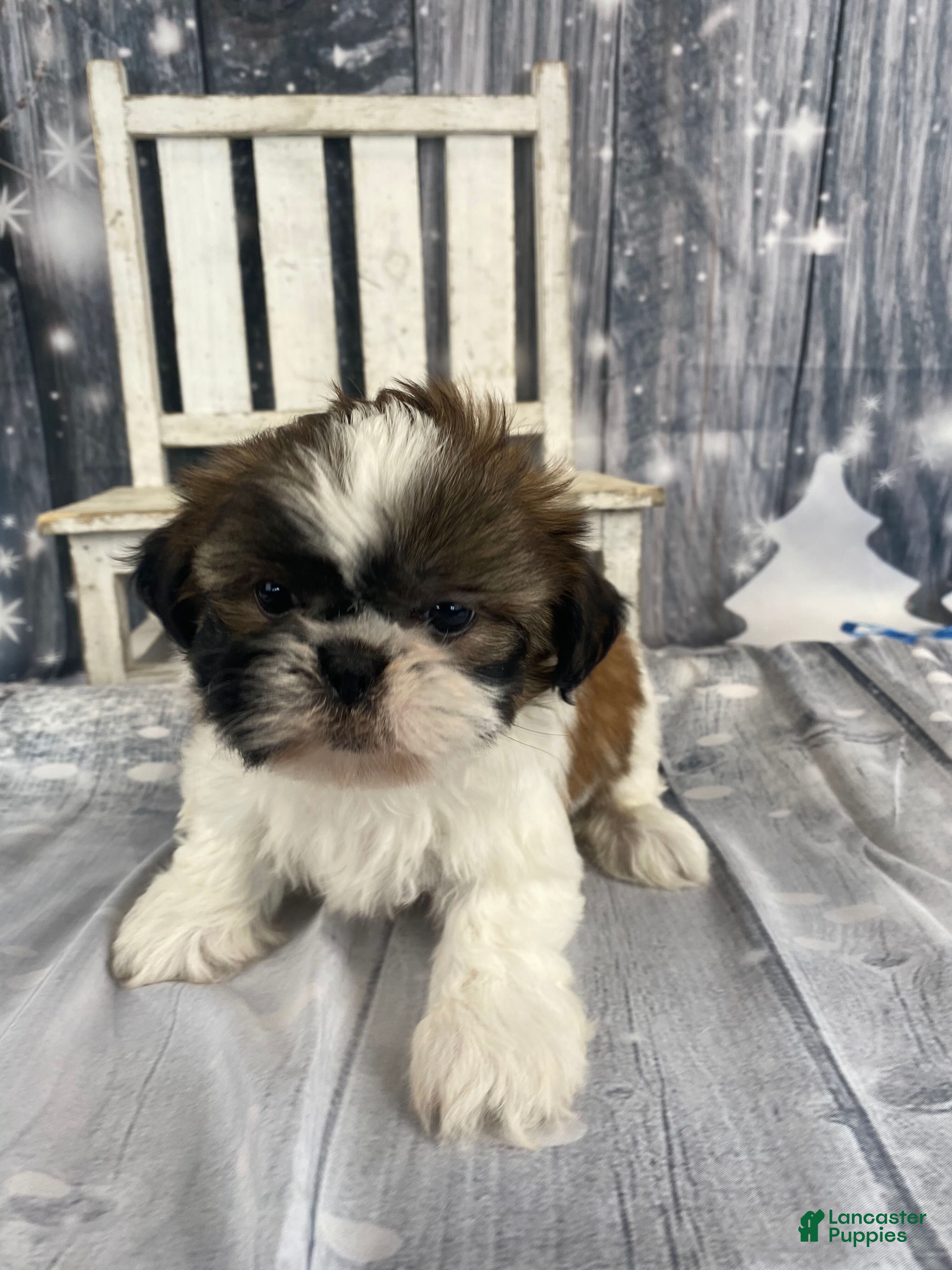 Shih Tzu dogs Lulu - Ad 38