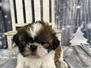 Shih Tzu dogs Lulu - Ad 6
