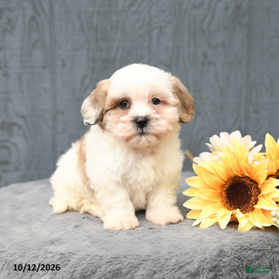 Teddy Bear dogs Carmel - Ad 1