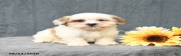Teddy Bear dogs for sale: Carmel - Ad 1