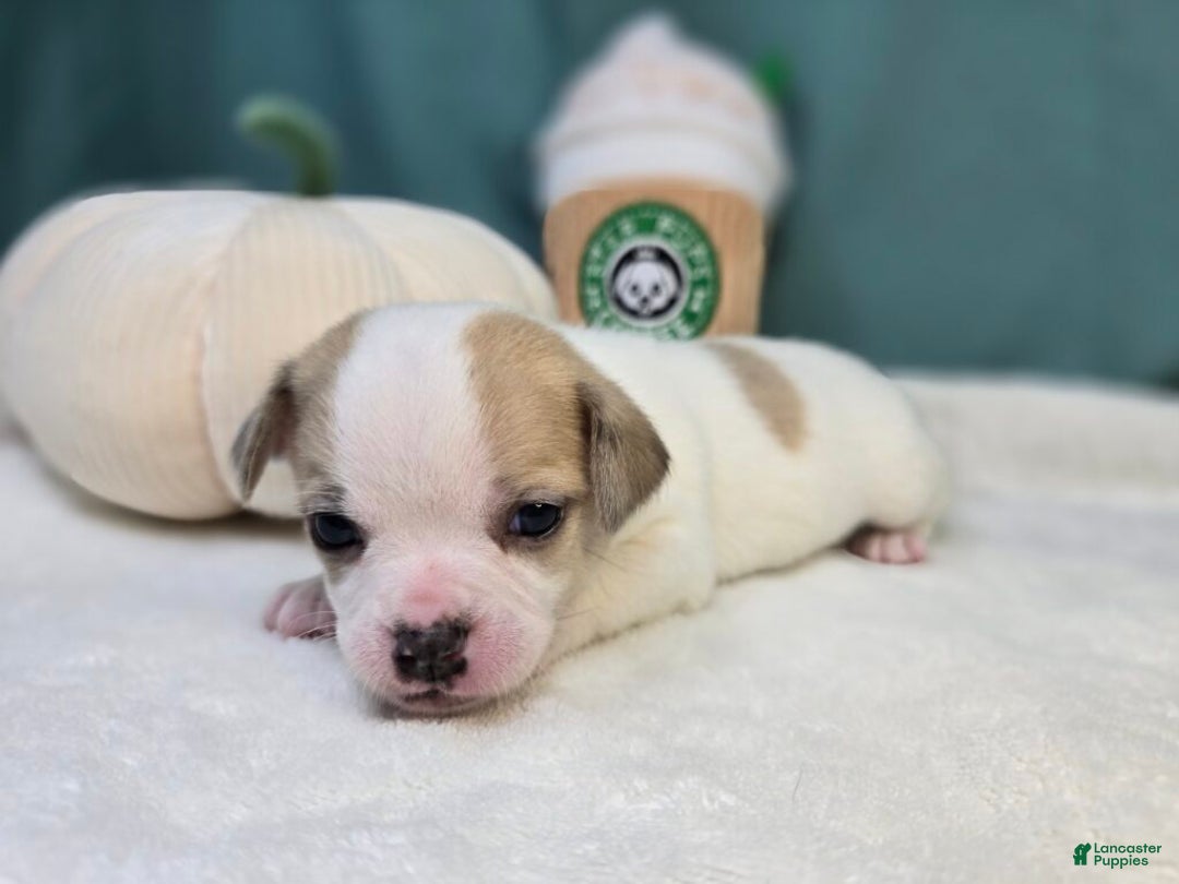 Chihuahua dogs for sale: Zig - Ad 1