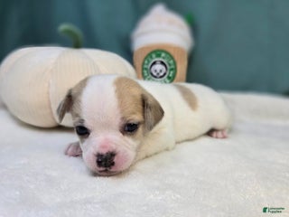 Chihuahua dogs Zig - Ad 5