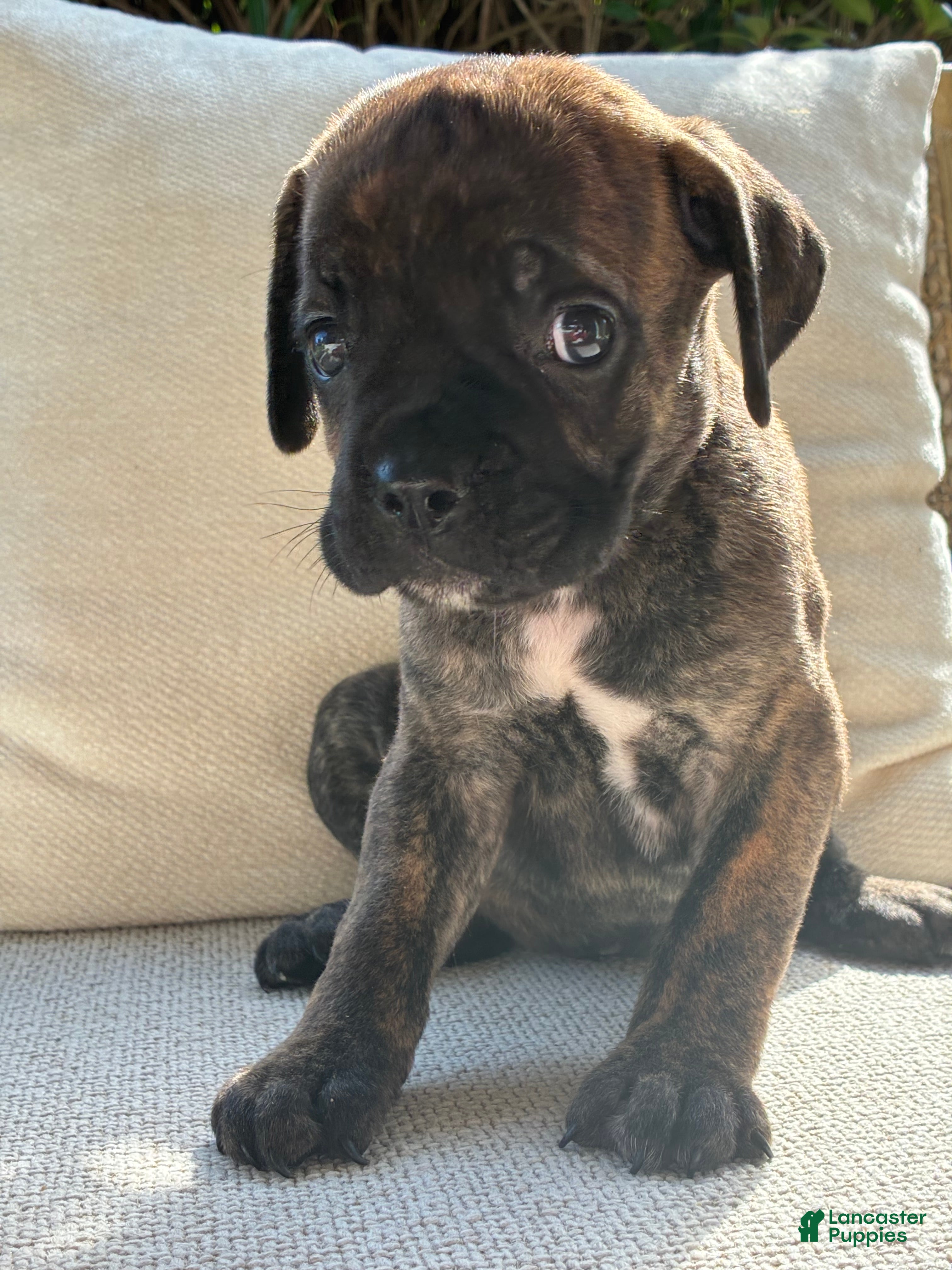 Cane Corso dogs Cane Corso Black Brindle  - Ad 36
