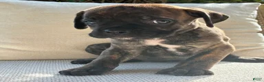 Cane Corso Black Brindle 