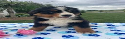 Bernese Mountain Dog dogs for sale: Bear - Ad 3